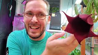 Stapelia Leendertziae is Blooming and smelling Awful lol [upl. by Drolyag]