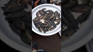 Desiautomobile thebestshowinauto shortvideo car fishing shortvideo car food fishfood [upl. by Ultima]