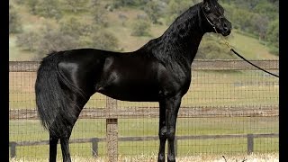 Mystic Jamaal  Homozygous Black Arabian Stallion [upl. by Silloh853]