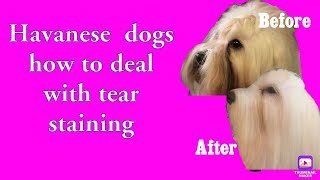 Havanese  How to deal with tear staining [upl. by Eillac]