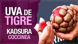 Kadsura Coccinea ou Uva de Tigre uma fruta exótica e rara [upl. by Norraj]