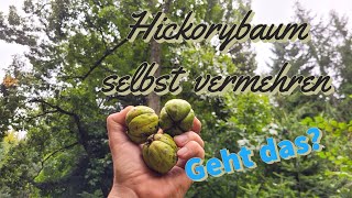 Hickory Einen Baum selbst aus der Nuss ziehen  Plant a hickory tree yourself from the nut [upl. by Sileray]