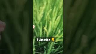 Rice plants  nature kashmir green paradise [upl. by Infield558]