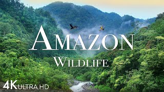 Amazon Wildlife In 4K  Animals That Call The Jungle Home  Amazon Rainforest  Relaxation Film [upl. by Stoll]