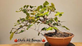 Bonsai Parrotia Persica Vanessa [upl. by Yntruoc]