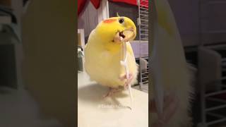 😁🥰 Cuteness Getting Obsessed Dive into the cockatielscraze [upl. by Meridith]