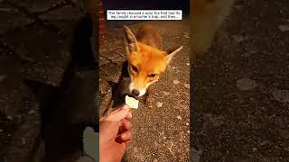 This family rescued a poor fox that had its leg caught in a hunters trap then fox foxy short [upl. by Obediah797]