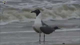 Laughing Gulls at the beach [upl. by Lombardi]