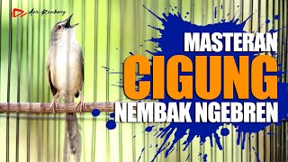 MASTERAN CIBLEK GUNUNG GACOR [upl. by Batish151]