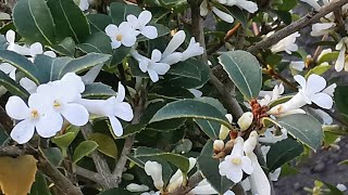 Fragrant hedge for 2021 Try Osmanthus x burkwoodii a fragrant hedging plant with a citrus scent [upl. by Suoivatram451]