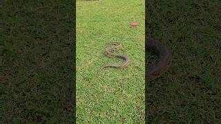 Russells viper snake release [upl. by Oryaj910]