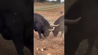 🔴Toros Salvajes En Estado Puro 🇪🇸 bull toro torobravo [upl. by Birecree]