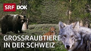 Wolf Luchs und Bär  Die Rückkehr der grossen Raubtiere in die Schweiz  Doku  SRF Dok [upl. by Nimaynib46]