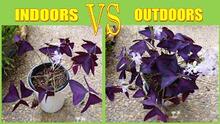 How To Grow Oxalis Triangularis FAST  Purple Shamrock [upl. by Madonia]