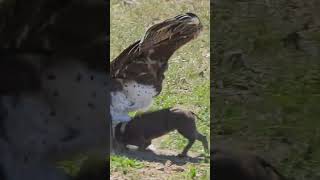 Eagle Swoops Down onto Warthog in Road [upl. by Merc]