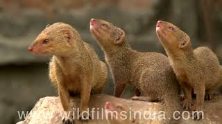 Neola Riki Tiki Tawi and her pup gang of Mongoose babies  Cute but deadly wildlife of Delhi [upl. by Ellekram]