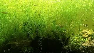 Anacharis Explosion In Planted 40 Gallon Community Tank [upl. by Karlen]