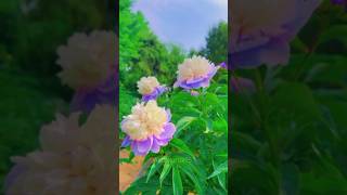 Peony Flowers😍short shortvideo peonyflowers shorts [upl. by Sclater]