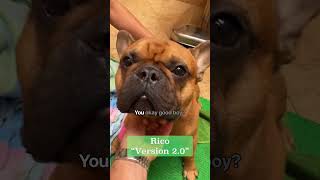 Rico the Frenchie amp Brachycephalic Obstructive Airway Syndrome [upl. by Akirdna589]