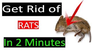 How to get rid of Mouse rats permanently in a natural wayGet rid of mice fast at home [upl. by Alomeda]