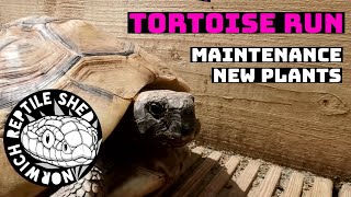 Outside Tortoise Run Updates Maintenance  Advice  Plants [upl. by Notsag9]