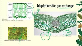 IB Biology B31 Gas exchange  plant physiology [upl. by Nelubez]