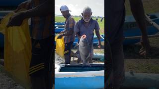 Catla Fish Catching In Village River [upl. by Atrebor308]