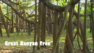 Great Banyan Tree Calcutta  West Bengal Tourism [upl. by Cinom]