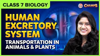 Human Excretory System  Class 7 Transportation in animals and plants CBSEICSE [upl. by Netsruk]