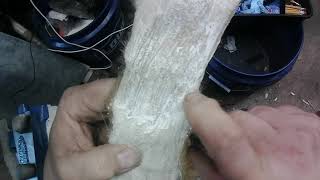 Processing whitetail leg hide by dry scraping into raw hide DIY survival rawhide [upl. by Ennasirk]