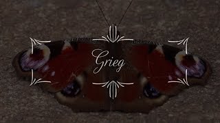 Grieg  Butterfly  Classical music [upl. by Konstantin707]