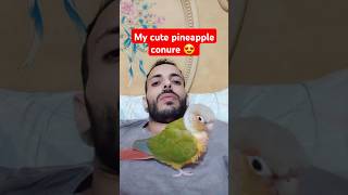 Conure parrot 🦜 birds parrot cuteanimals pets [upl. by Inamik265]