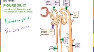 Renal Physiology Part 3 [upl. by Alyakam]