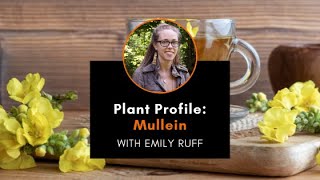 Plant Profile Mullein with Emily [upl. by Eissirc247]