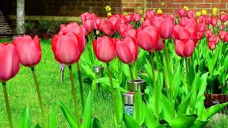 How To Grow Beautiful Tulip Flowers in your Garden like a Dream [upl. by Evie941]