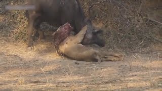 New Animal fight compilation 2017  When the prey kills the predator [upl. by Nolan]