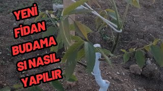 239YENİ FİDAN İLK BUDAMALARNASIL YAPILIR [upl. by Mas344]