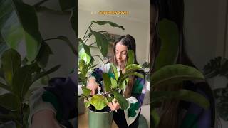 Why your Fiddle Leaf Fig leaves are turning yellow maybe ficuslyrata repottingandreplanting [upl. by Adyaj]