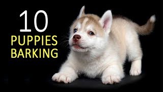 PUPPIES BARKING Sound Effect HD [upl. by Teplitz]