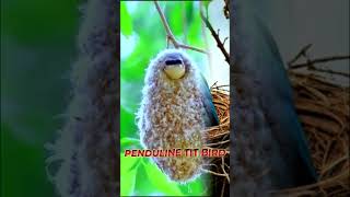 PENDULINE TIT Bird trending shorts telugu shortsfeed [upl. by Tandy]