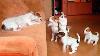 Funny Jack Russell Terrier with her puppies [upl. by Nnyluqcaj680]