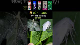 Whitefly Control best insecticide shorts insecticide whitefly mybestkheti [upl. by Pass]