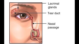 Why Do We Blink So Much Function of Tears in the Eye Animation  Eyelids amp Lacrimal Apparatus Video [upl. by Northey]