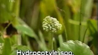 water pennywort Hydrocotyle species [upl. by Hawkins]