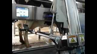 DeLaval VMS Robotic Milker [upl. by Millie475]