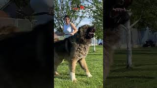 Big YAKARI dog kangal dogs bigdog puppy animals [upl. by Ardnassela615]