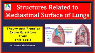 Mediastinal surface of lungs  structures related  Lungs anatomy  Simplified [upl. by Lorien485]