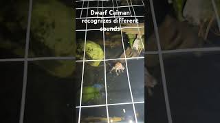 Cuviers Dwarf Caiman recognizes different sounds dwarfcaiman reptiles training [upl. by Staci]