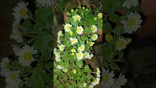 Chamanthi chamanthi terraceharvest gardening terracegardenharvest trending viralvideo [upl. by Marisa]