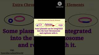 Episome EnteMicrobialWorld microbiology shortsyoutube microbes genetics bacteria plasmid [upl. by Sage391]